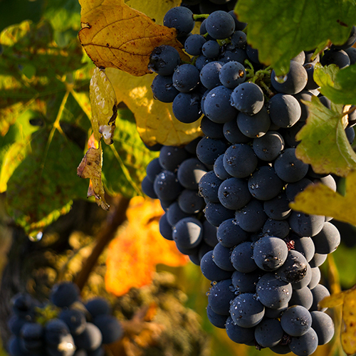 ESTENSIONE MENDOZA - VIGNETI E CANTINE