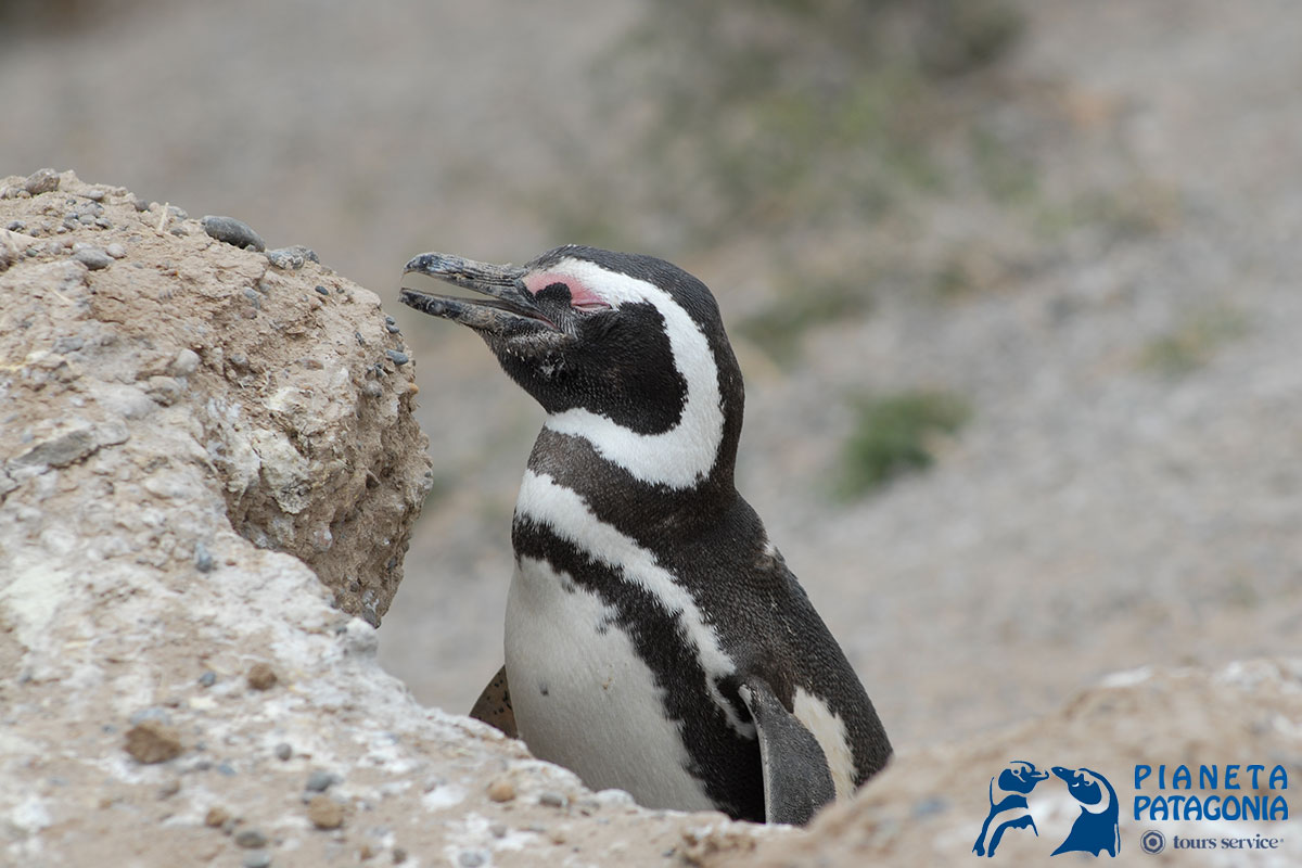 Le pinguinere